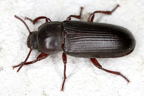 Yellow Mealworm Beetle