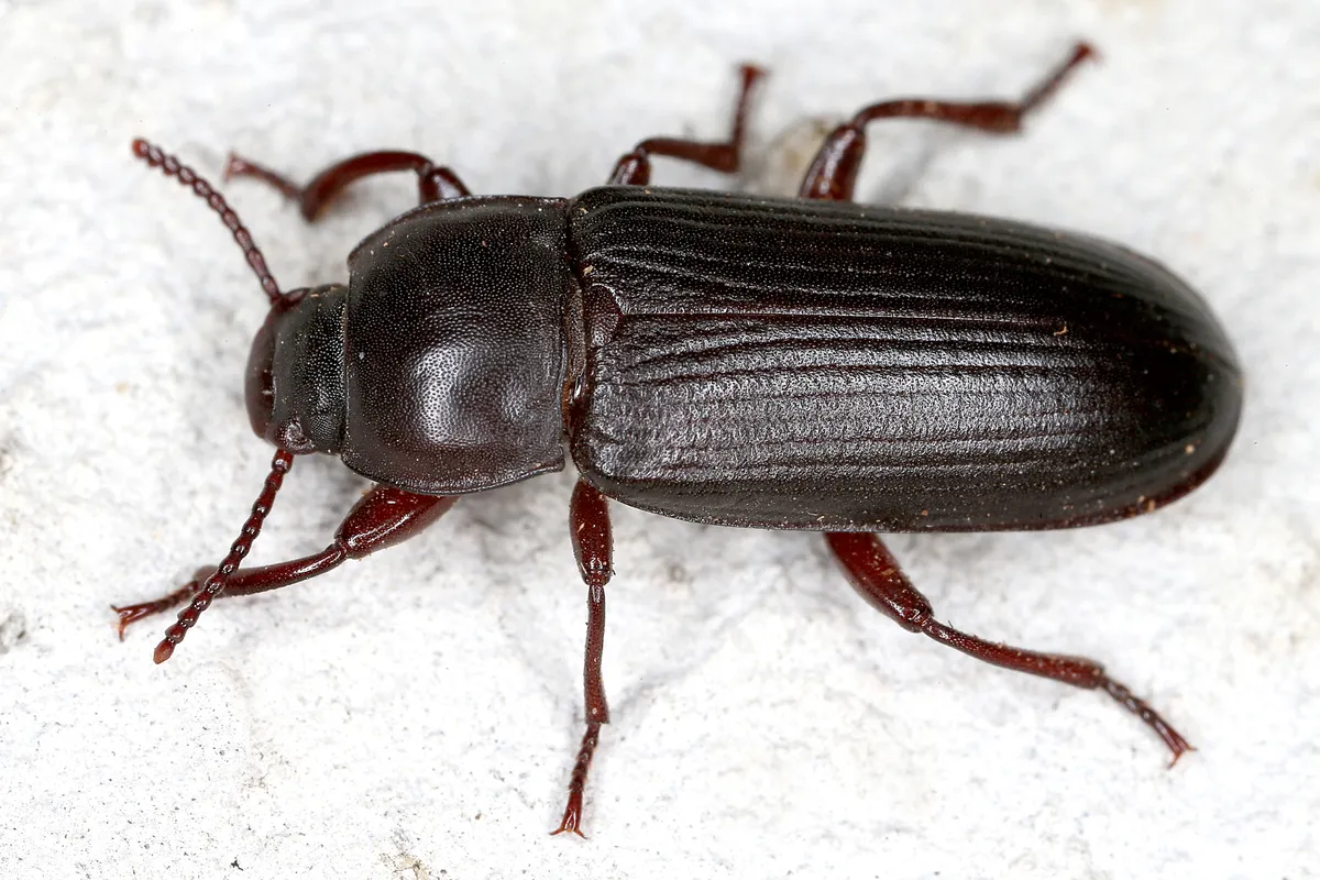 Yellow Mealworm Beetle - photo 3