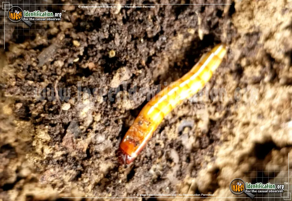 Yellow Mealworm Beetle - photo 4