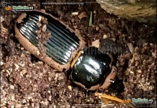 Yellow Mealworm Beetle - photo 5
