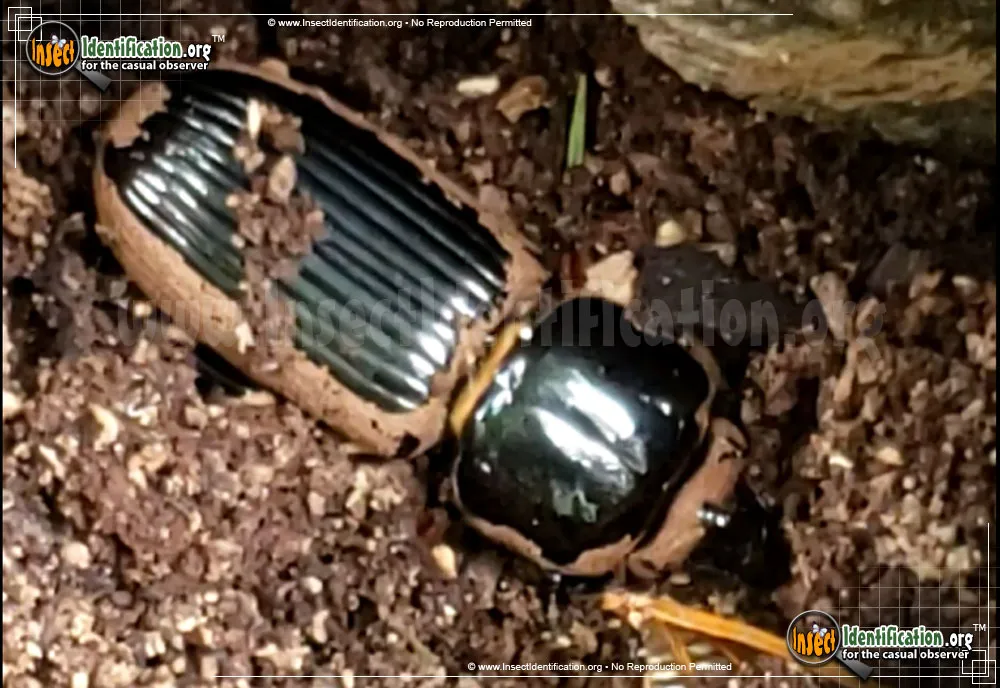 Yellow Mealworm Beetle - photo 7
