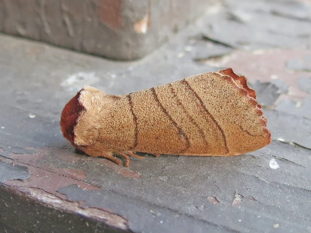 Yellow-necked Caterpillar Moth - photo 2