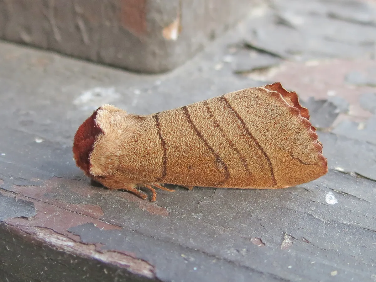 Yellow-necked Caterpillar Moth - photo 3