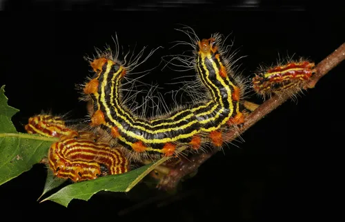 Yellow-necked Caterpillar Moth - photo 4
