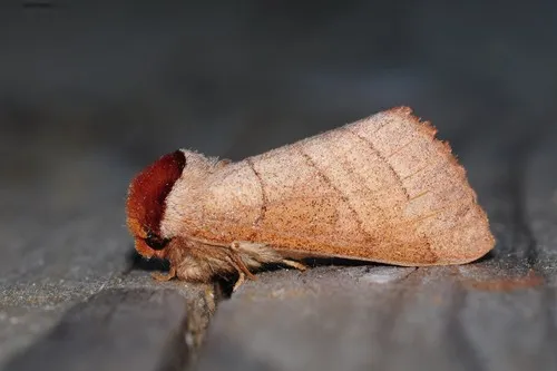 Yellow-necked Caterpillar Moth - photo 5