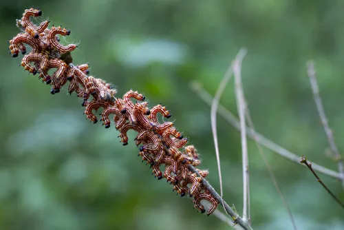 Yellow-necked Caterpillar Moth - photo 6
