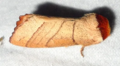 Yellow-necked Caterpillar Moth - photo 7