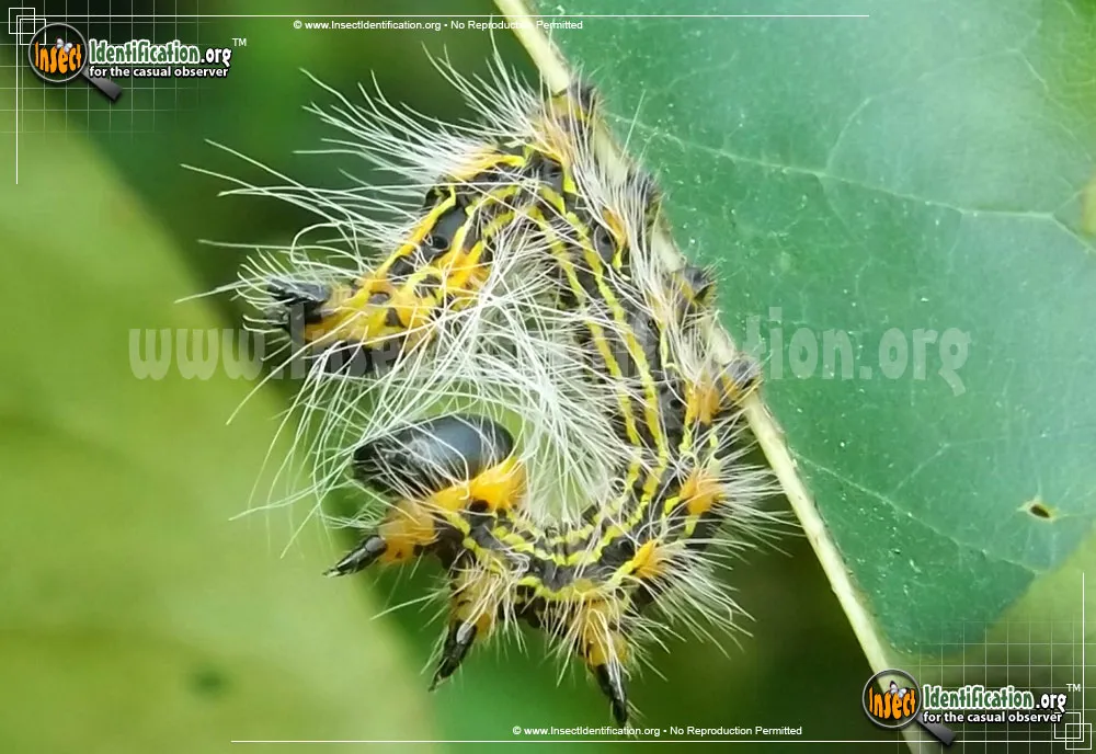 Yellow-necked Caterpillar Moth - photo 8