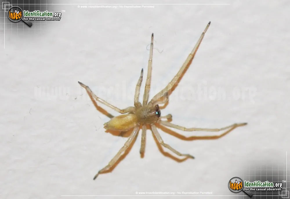Yellow Sac Spider