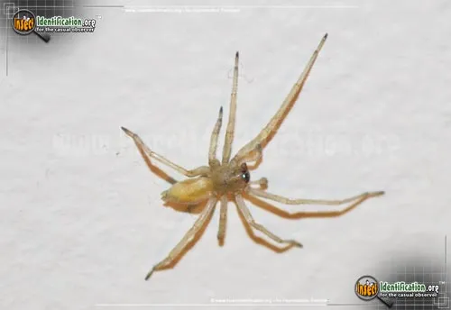 Yellow Sac Spider - photo 2