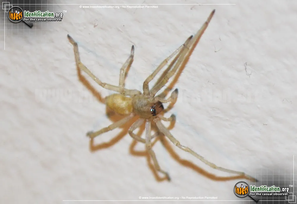 Yellow Sac Spider - photo 3