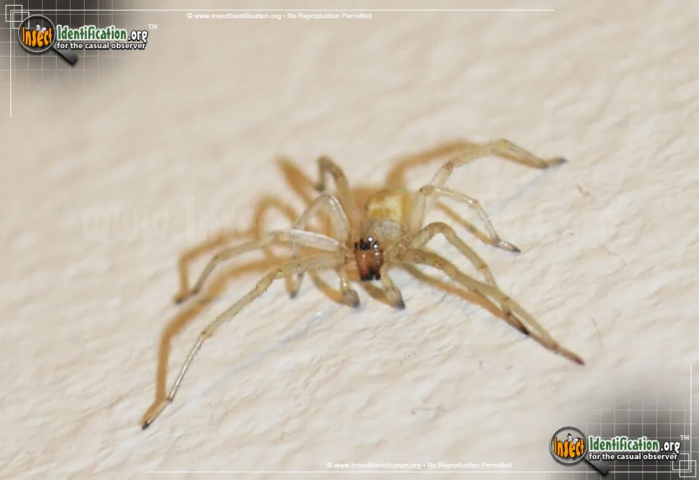 Yellow Sac Spider - photo 5