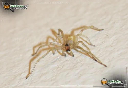 Yellow Sac Spider - photo 6