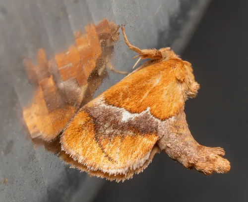 Yellow-shouldered Slug Moth