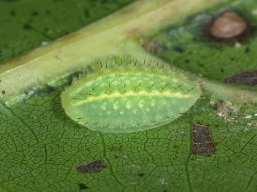 Yellow-shouldered Slug Moth - photo 4