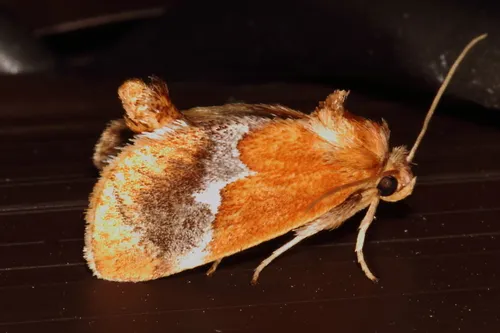 Yellow-shouldered Slug Moth - photo 5