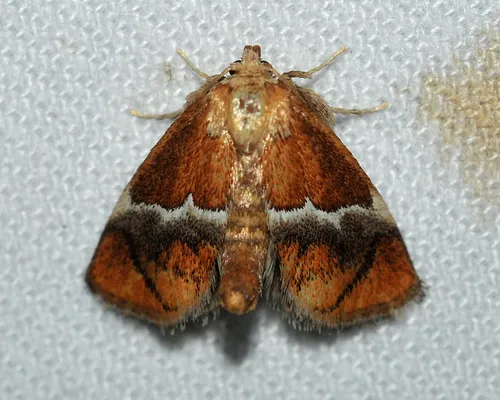 Yellow-shouldered Slug Moth - photo 6