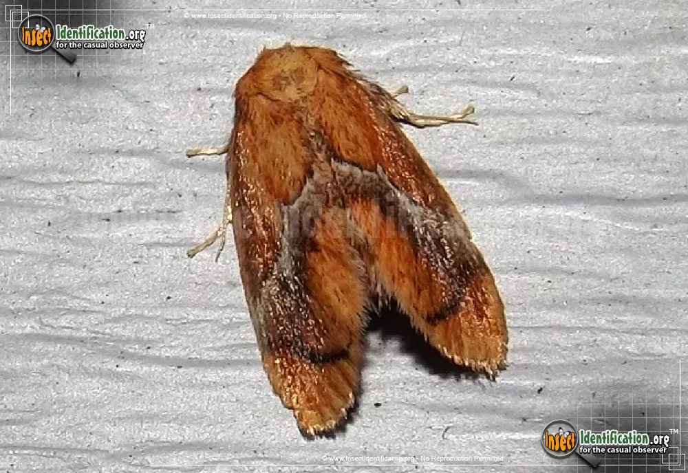 Yellow-shouldered Slug Moth - photo 8
