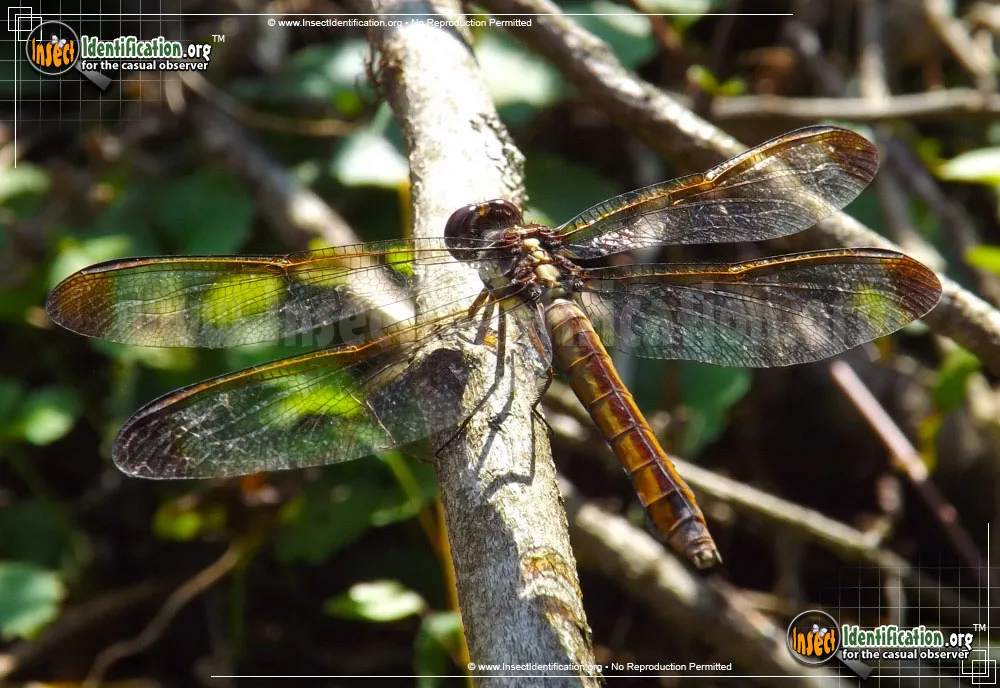 Yellow-sided Skimmer