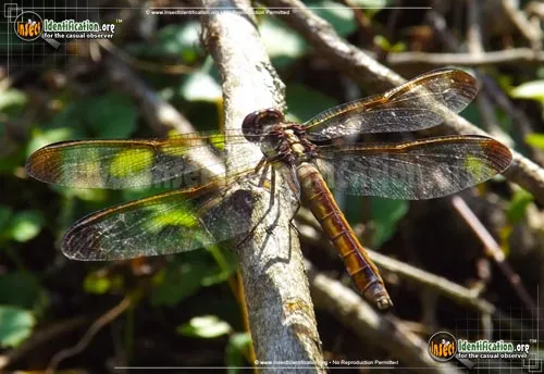 Yellow-sided Skimmer - photo 2