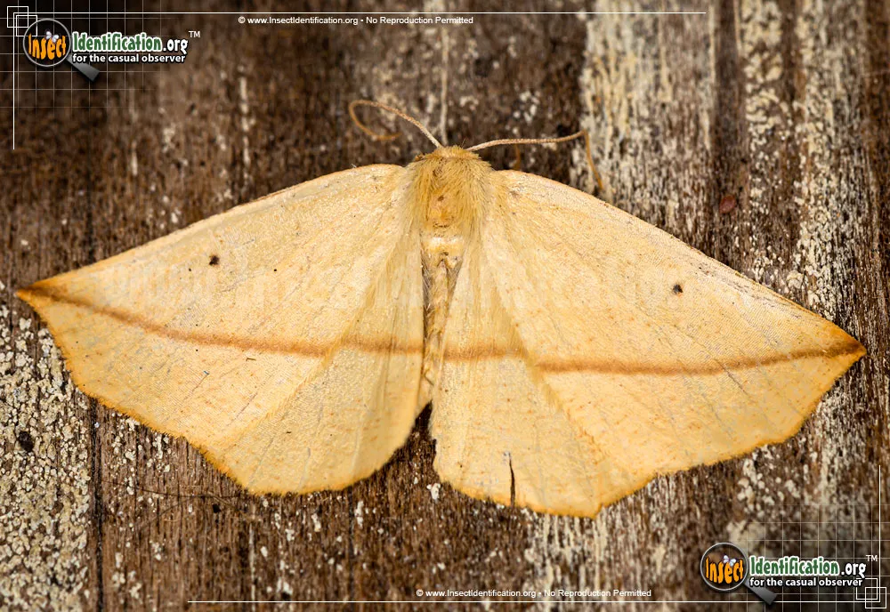 Yellow Slant-line Moth