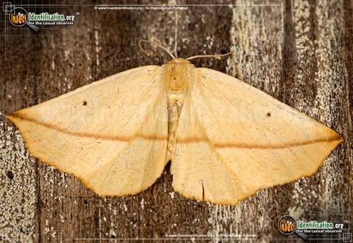 Yellow Slant-line Moth - photo 2