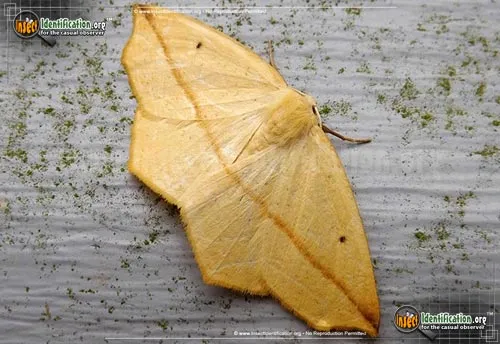 Yellow Slant-line Moth - photo 4