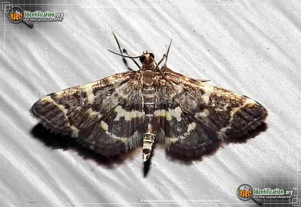Yellow-spotted Webworm Moth - Anageshna primordialis