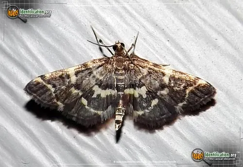 Yellow-spotted Webworm Moth - photo 2