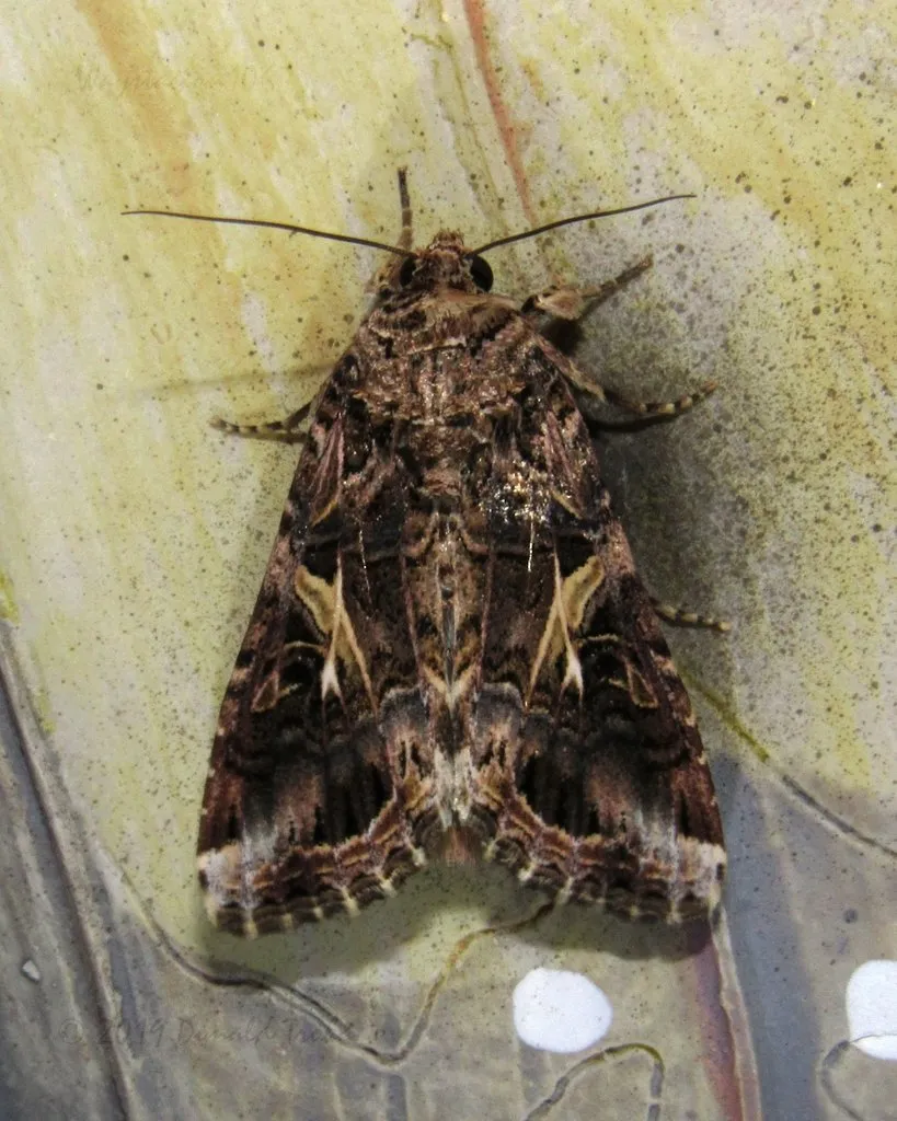 Yellow-striped Armyworm Moth - photo 2