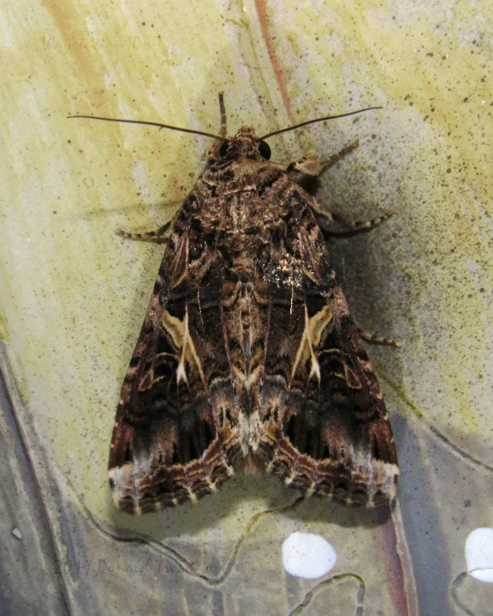 Yellow-striped Armyworm Moth - photo 3