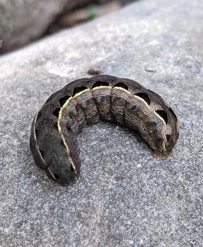 Yellow-striped Armyworm Moth - photo 4