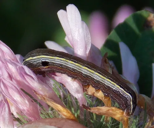 Yellow-striped Armyworm Moth - photo 5