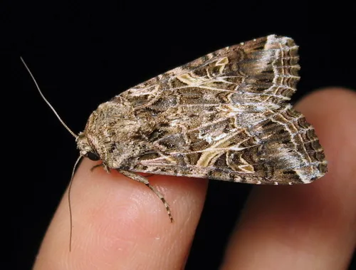 Yellow-striped Armyworm Moth - photo 6