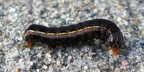 Yellow-striped Armyworm Moth - photo 7
