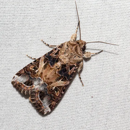 Yellow-striped Armyworm Moth - photo 8