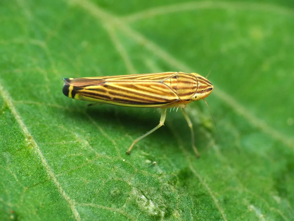 Yellow-striped Sharpshooter - photo 2