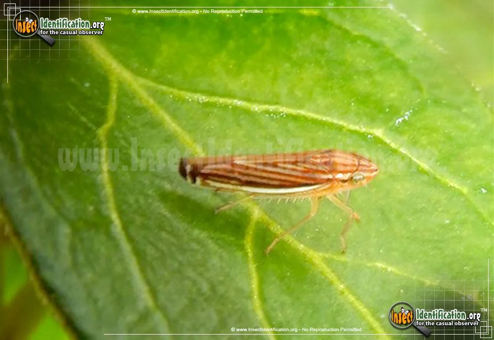 Yellow-striped Sharpshooter - photo 3