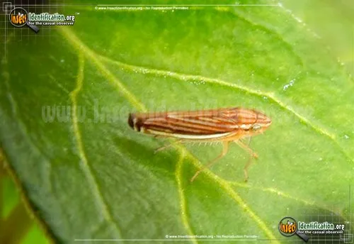 Yellow-striped Sharpshooter - photo 4