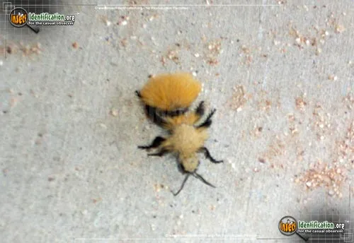 Yellow Velvet Ant - photo 2