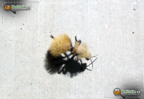 Yellow Velvet Ant - photo 3