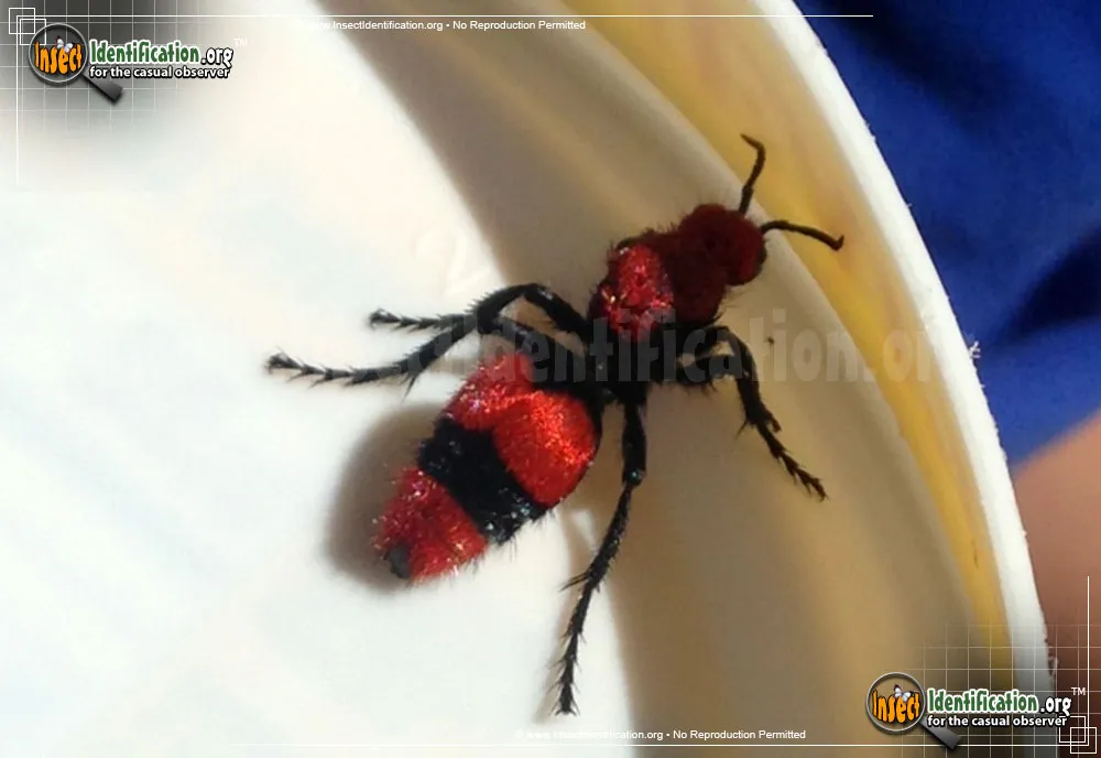 Yellow Velvet Ant - photo 5