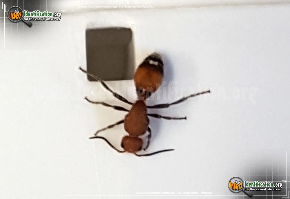 Yellow Velvet Ant - photo 7