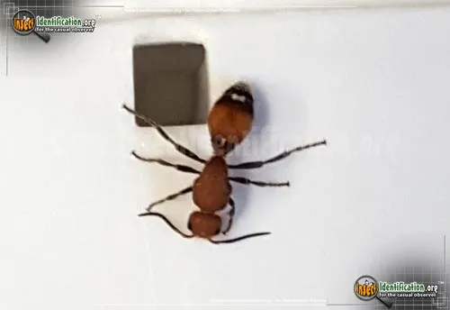 Yellow Velvet Ant - photo 8