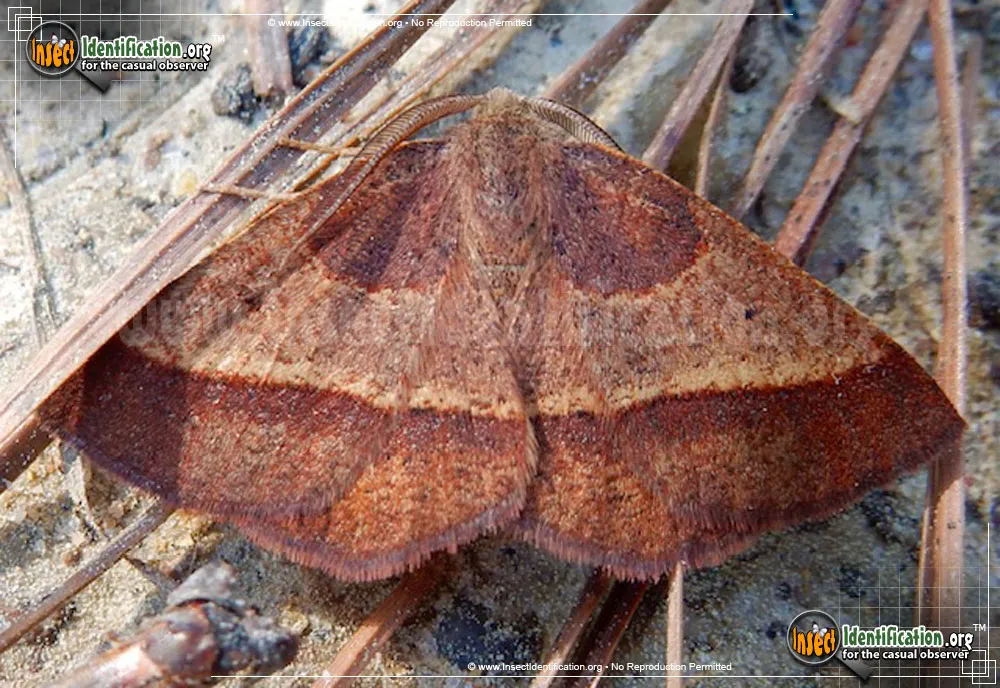 Yellow-washed Metarranthis Moth - Metarranthis obfirmaria
