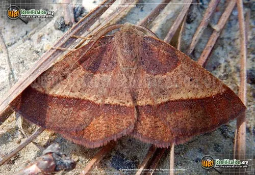 Yellow-washed Metarranthis Moth - photo 2