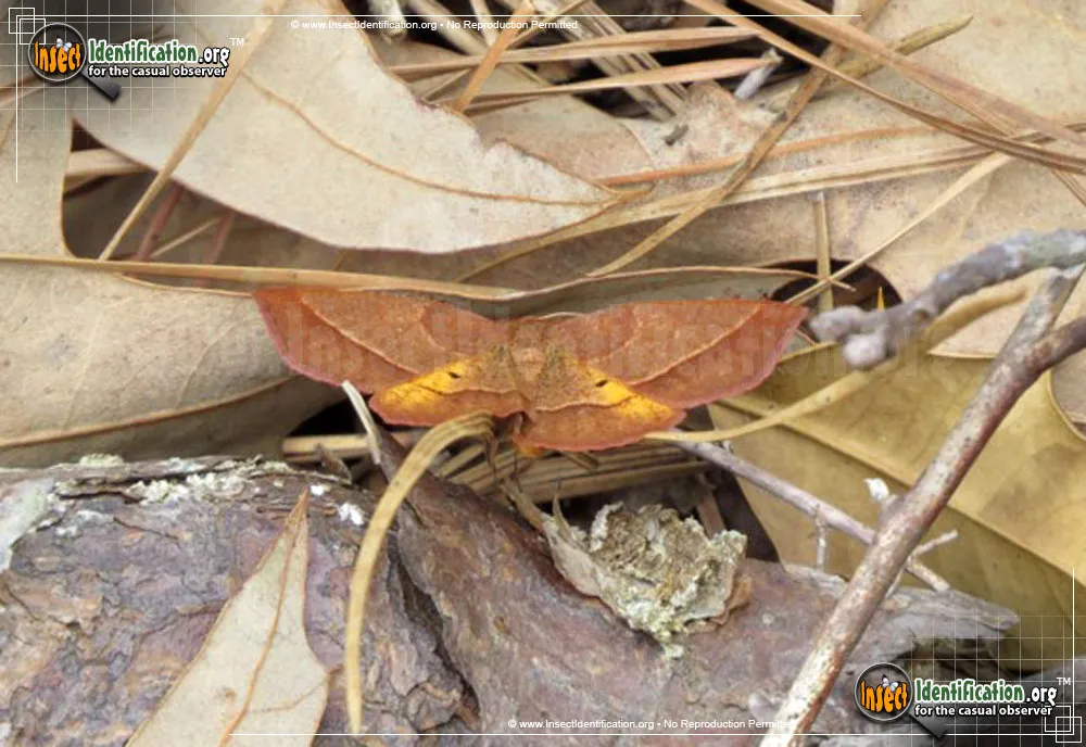 Yellow-washed Metarranthis Moth - photo 3