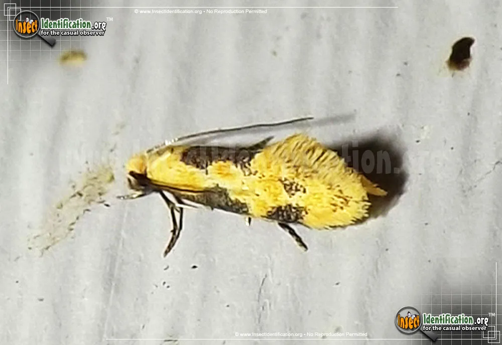 Yellow Wave Moth - Hybroma servulella