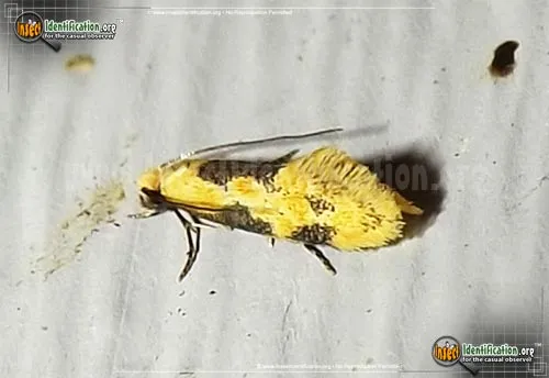 Yellow Wave Moth - photo 2