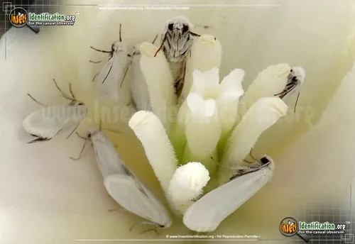 Yucca Moth - photo 2